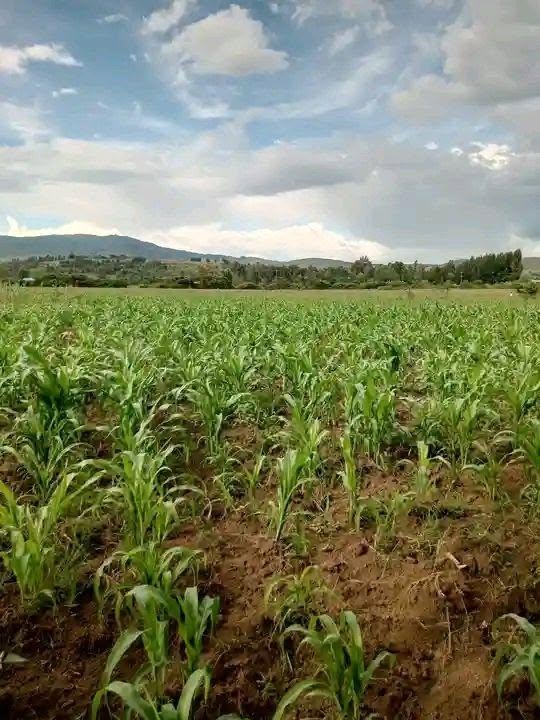makutano plots