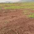 A picture of PLOTS ON SALE In Bujuuko Mityana road 2 5km from