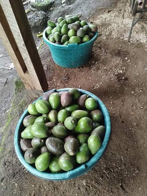 A picture of Tree fallen Mti umeanguka