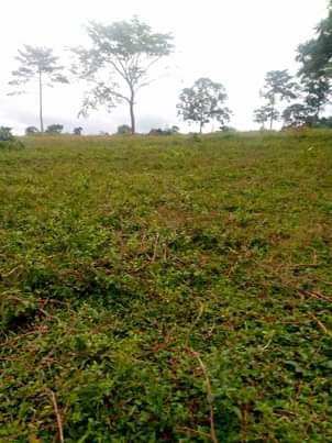 A picture of 20 Acres of titled land at Kiyunga Mukono for sale.
