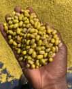 A picture of Rice beans