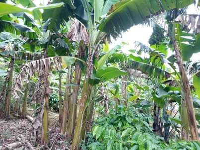 A picture of LAND 5 ACRES FOR SALE
