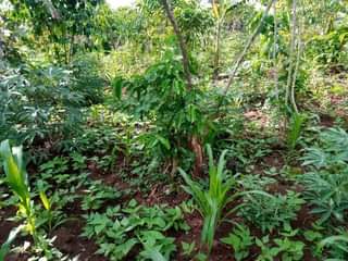 A picture of 100 100FT FOR SALE IN NAKASEKE SEMUTO 4 5M WITH
