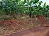 A picture of BANANA PLANTATION FOR SALE THREE 3Acers of Land for sale