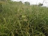A picture of 15 fertile acres on sale with ready tittle to take
