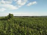 A picture of 5acres lugolole mayuge district 12M per acre last price 0700125875