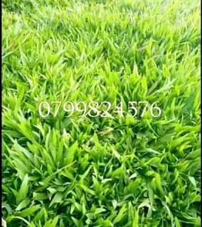 grass