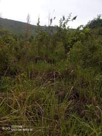 A picture of 11 acres for sale price 7m per acre the last