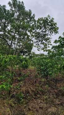 A picture of Land on sale