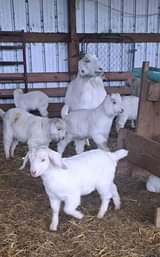 A picture of GOATS