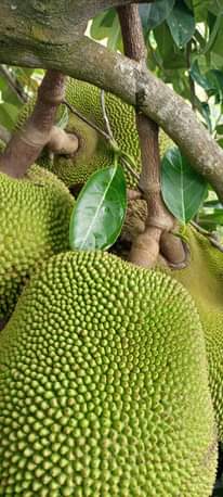 A picture of Jackfruit