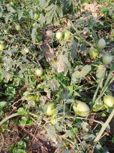 A picture of 2 acres at 35m title in hand full of tomatoes