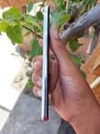A picture of Samsung Galaxy s10