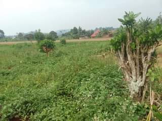 A picture of 50 by 100 ft for sale along kisoga mukono katosi