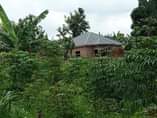 A picture of Plot on quick sale 13m with title Located at matugga
