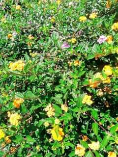 plants