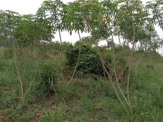 A picture of PLOT 50 100FT FOR SALE IN NAKASEKE KAPEEKA