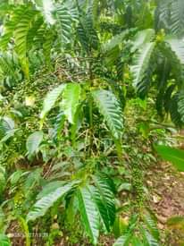 A picture of Land