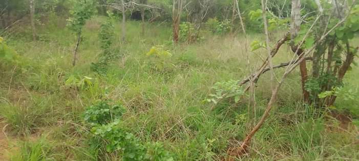 A picture of SHAMBA HEKA 6 LINA UZWA LIPO MZENGA MKOA WA PWANI