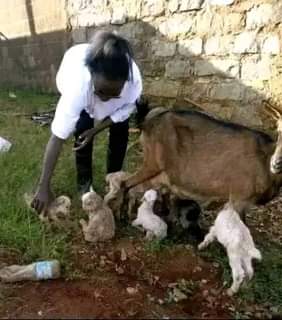 A picture of FEW GOATS REMAINING FOR GRAB WITH FREE DELIVERIES DONE ACROSS