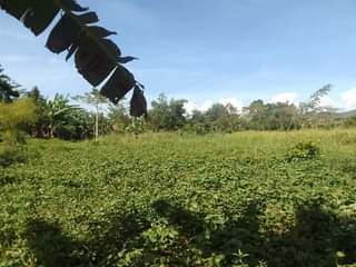 A picture of 90ft by 180ft on sale in Kisoga mukono.18m