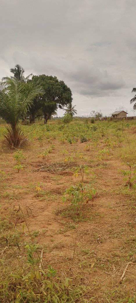 A picture of shamba linauzwa