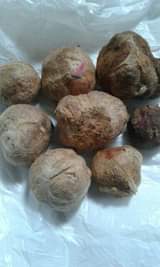 A picture of Malay Apple seeds are available for sale The seeds are