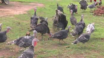 A picture of Guniea Fowls available pair 100 000 to 120 000 Turkeys