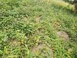 A picture of 7 acres on sale 1km from kikyusa town we sell