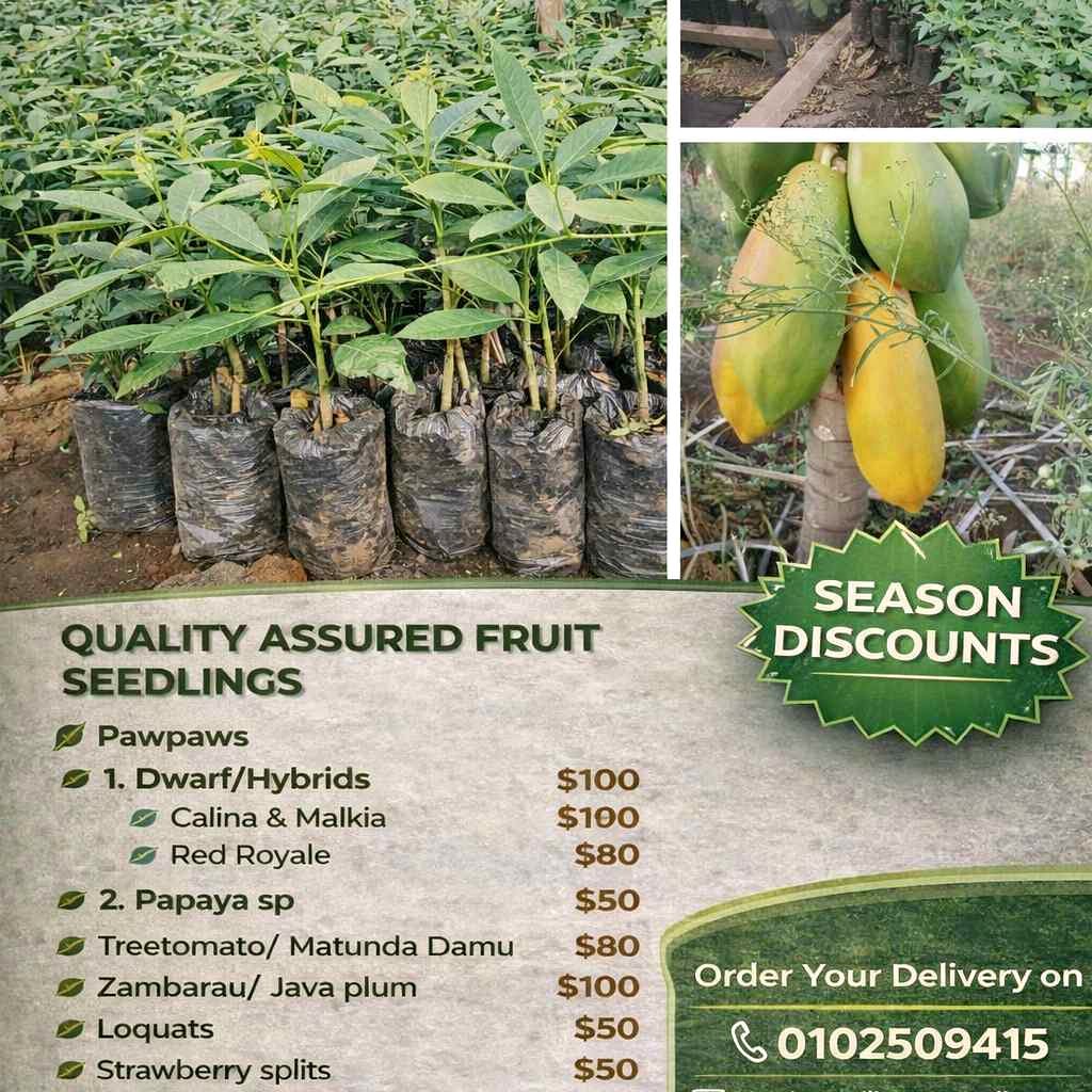 seedlings