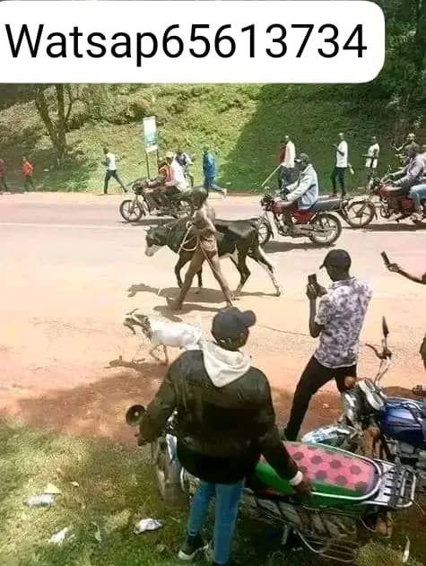 A picture of Kaze kwamuganga makoma 1 kubibwe turabagaruriza 2 kubafise inyatsi yokutaronka