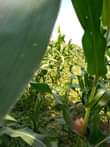 A picture of 1 arce for sale at wobulenzi kikoza with already cut