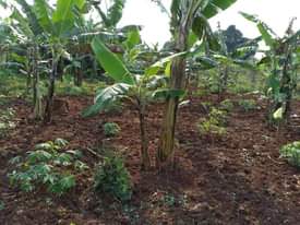 A picture of PLOT 100 100FT FOR SALE IN NAKASEKE KAPEEKA
