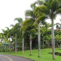 A picture of Garden