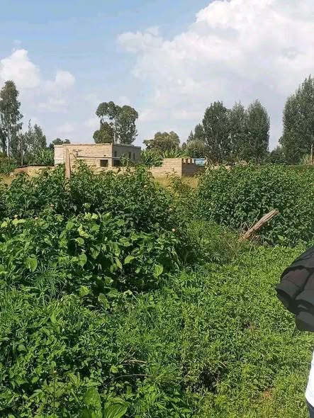 A picture of 50 100plots in Mang u