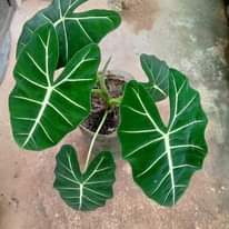 A picture of Nauza Maua