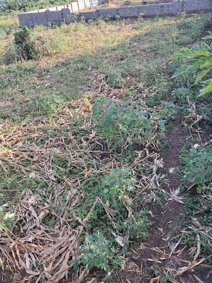 A picture of Land for agent sale