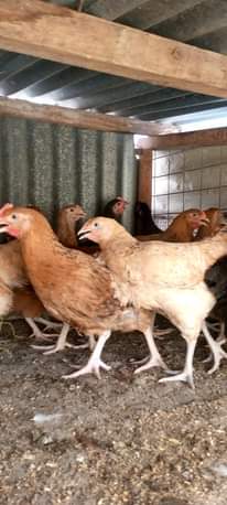 A picture of Kuku wazuri bei nzuri chanjo zote tiari
