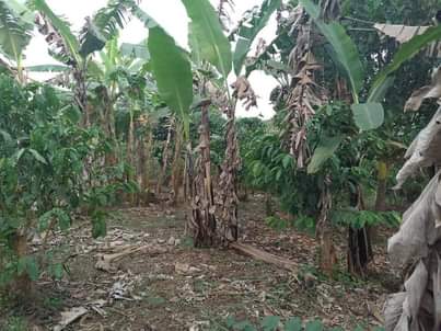 A picture of FOR SALE IN NAKASEKE KAPEEKA KADUNDA VILLAGE