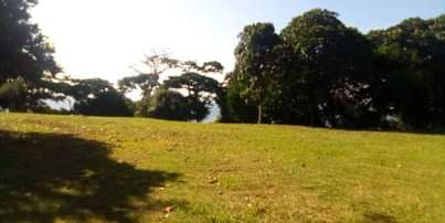 A picture of 10 Arcers of land in Kalangala ready and good for