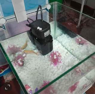 A picture of Cheap desktop Aquarium with all accessories.