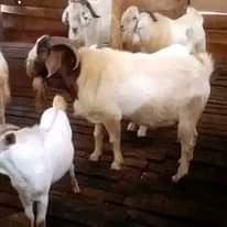 A picture of FEW GOATS REMAINING FOR GRAB WITH FREE DELIVERIES DONE MAY