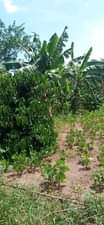 A picture of Bombo Ndejje university view