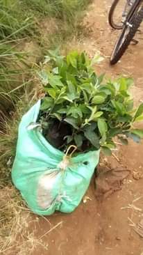 A picture of Apples seedlings