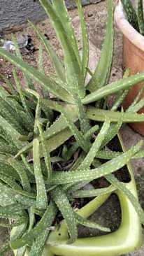 A picture of Aloe Vera