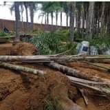 A picture of Coco s Palm trees triangle Palm trees and cycads tree