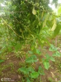 A picture of Land