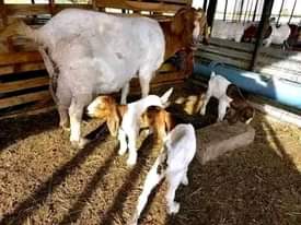 A picture of NEW GALLA GOATS