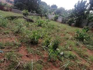 A picture of Plot on market