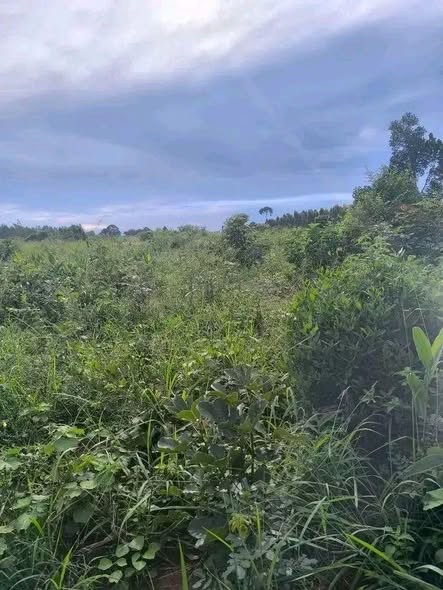 A picture of 1 acre on jinja rd after mabira najjembe buvuunya